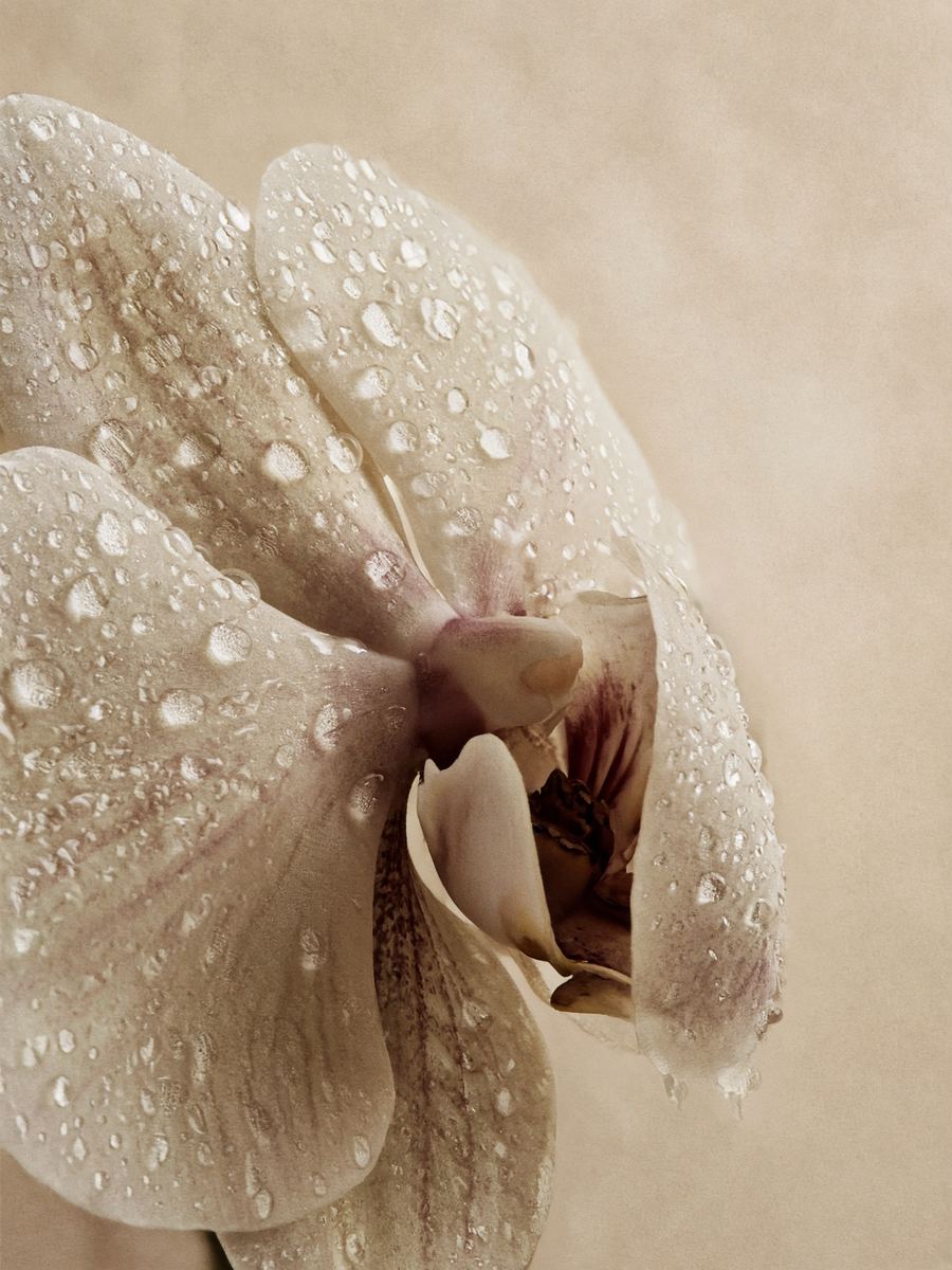 Cream orchid petals in window light